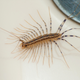 Illustration for article titled Centipede Tearing Ass Across Floor Must Be Really Late For Something